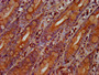 IHC image diluted at 1:300 and staining in paraffin-embedded human small intestine tissue performed on a Leica BondTM system. After dewaxing and hydration, antigen retrieval was mediated by high pressure in a citrate buffer (pH 6.0). Section was blocked with 10% normal goat serum 30min at RT. Then primary antibody (1% BSA) was incubated at 4°C overnight. The primary is detected by a biotinylated secondary antibody and visualized using an HRP conjugated SP system.