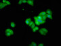 Immunofluorescence staining of HepG2 cells with CAC11346 at 1:100, counter-stained with DAPI. The cells were fixed in 4% formaldehyde, permeabilized using 0.2% Triton X-100 and blocked in 10% normal Goat Serum. The cells were then incubated with the antibody overnight at 4°C. The secondary antibody was Alexa Fluor 488-congugated AffiniPure Goat Anti-Rabbit IgG(H+L).