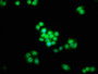 Immunofluorescence staining of PC-3 cells with CAC11351 at 1:133, counter-stained with DAPI. The cells were fixed in 4% formaldehyde, permeabilized using 0.2% Triton X-100 and blocked in 10% normal Goat Serum. The cells were then incubated with the antibody overnight at 4°C. The secondary antibody was Alexa Fluor 488-congugated AffiniPure Goat Anti-Rabbit IgG(H+L).