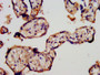 IHC image diluted at 1:300 and staining in paraffin-embedded human placenta tissue performed on a Leica BondTM system. After dewaxing and hydration, antigen retrieval was mediated by high pressure in a citrate buffer (pH 6.0). Section was blocked with 10% normal goat serum 30min at RT. Then primary antibody (1% BSA) was incubated at 4°C overnight. The primary is detected by a biotinylated secondary antibody and visualized using an HRP conjugated SP system.