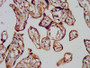 IHC image diluted at 1:200 and staining in paraffin-embedded human placenta tissue performed on a Leica BondTM system. After dewaxing and hydration, antigen retrieval was mediated by high pressure in a citrate buffer (pH 6.0). Section was blocked with 10% normal goat serum 30min at RT. Then primary antibody (1% BSA) was incubated at 4°C overnight. The primary is detected by a biotinylated secondary antibody and visualized using an HRP conjugated SP system. IHC image diluted at 1:200 and staining in paraffin-embedded human placenta tissue performed on a Leica BondTM system. After dewaxing and hydration, antigen retrieval was mediated by high pressure in a citrate buffer (pH 6.0). Section was blocked with 10% normal goat serum 30min at RT. Then primary antibody (1% BSA) was incubated at 4°C overnight. The primary is detected by a biotinylated secondary antibody and visualized using an HRP conjugated SP system.