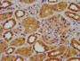 IHC image diluted at 1:400 and staining in paraffin-embedded human kidney tissue performed on a Leica BondTM system. After dewaxing and hydration, antigen retrieval was mediated by high pressure in a citrate buffer (pH 6.0). Section was blocked with 10% normal goat serum 30min at RT. Then primary antibody (1% BSA) was incubated at 4°C overnight. The primary is detected by a biotinylated secondary antibody and visualized using an HRP conjugated SP system.