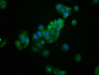 Immunofluorescence staining of HepG2 cells with CAC11362 at 1:133, counter-stained with DAPI. The cells were fixed in 4% formaldehyde, permeabilized using 0.2% Triton X-100 and blocked in 10% normal Goat Serum. The cells were then incubated with the antibody overnight at 4°C. The secondary antibody was Alexa Fluor 488-congugated AffiniPure Goat Anti-Rabbit IgG(H+L).