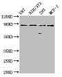 Western Blot; Positive WB detected in: U87 whole cell lysate, NIH/3T3 whole cell lysate, 293 whole cell lysate, MCF-7 whole cell lysate; All lanes: CDH9 antibody at 2.4µg/ml; Secondary; Goat polyclonal to rabbit IgG at 1/50000 dilution; Predicted band size: 89 kDa; Observed band size: 89 kDa