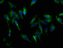 Immunofluorescence staining of Hela cells with CAC11364 at 1:200, counter-stained with DAPI. The cells were fixed in 4% formaldehyde, permeabilized using 0.2% Triton X-100 and blocked in 10% normal Goat Serum. The cells were then incubated with the antibody overnight at 4°C. The secondary antibody was Alexa Fluor 488-congugated AffiniPure Goat Anti-Rabbit IgG(H+L).