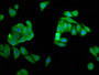 Immunofluorescence staining of HepG2 cells with CAC11371 at 1:66, counter-stained with DAPI. The cells were fixed in 4% formaldehyde, permeabilized using 0.2% Triton X-100 and blocked in 10% normal Goat Serum. The cells were then incubated with the antibody overnight at 4°C. The secondary antibody was Alexa Fluor 488-congugated AffiniPure Goat Anti-Rabbit IgG(H+L).