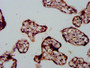 IHC image diluted at 1:500 and staining in paraffin-embedded human placenta tissue performed on a Leica BondTM system. After dewaxing and hydration, antigen retrieval was mediated by high pressure in a citrate buffer (pH 6.0). Section was blocked with 10% normal goat serum 30min at RT. Then primary antibody (1% BSA) was incubated at 4°C overnight. The primary is detected by a biotinylated secondary antibody and visualized using an HRP conjugated SP system.
