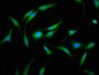 Immunofluorescence staining of Hela cells with CAC11375 at 1:133, counter-stained with DAPI. The cells were fixed in 4% formaldehyde, permeabilized using 0.2% Triton X-100 and blocked in 10% normal Goat Serum. The cells were then incubated with the antibody overnight at 4°C. The secondary antibody was Alexa Fluor 488-congugated AffiniPure Goat Anti-Rabbit IgG(H+L).