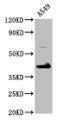 Western Blot; Positive WB detected in: A549 whole cell lysate; All lanes: TFB1M antibody at 4.6µg/ml; Secondary; Goat polyclonal to rabbit IgG at 1/50000 dilution; Predicted band size: 40 kDa; Observed band size: 40 kDa