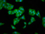 Immunofluorescence staining of HepG2 cells with CAC11383 at 1:166, counter-stained with DAPI. The cells were fixed in 4% formaldehyde, permeabilized using 0.2% Triton X-100 and blocked in 10% normal Goat Serum. The cells were then incubated with the antibody overnight at 4°C. The secondary antibody was Alexa Fluor 488-congugated AffiniPure Goat Anti-Rabbit IgG(H+L).