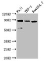 Western Blot; Positive WB detected in: Raji whole cell lysate, THP-1 whole cell lysate, RAW264.7 whole cell lysate; All lanes: ADAM8 antibody at 3.8µg/ml; Secondary; Goat polyclonal to rabbit IgG at 1/50000 dilution; Predicted band size: 89, 79, 81 kDa; Observed band size: 89 kDa