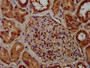 IHC image diluted at 1:400 and staining in paraffin-embedded human kidney tissue performed on a Leica BondTM system. After dewaxing and hydration, antigen retrieval was mediated by high pressure in a citrate buffer (pH 6.0). Section was blocked with 10% normal goat serum 30min at RT. Then primary antibody (1% BSA) was incubated at 4°C overnight. The primary is detected by a biotinylated secondary antibody and visualized using an HRP conjugated SP system.