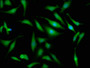 Immunofluorescence staining of Hela cells with CAC11397 at 1:133, counter-stained with DAPI. The cells were fixed in 4% formaldehyde, permeabilized using 0.2% Triton X-100 and blocked in 10% normal Goat Serum. The cells were then incubated with the antibody overnight at 4°C. The secondary antibody was Alexa Fluor 488-congugated AffiniPure Goat Anti-Rabbit IgG(H+L).