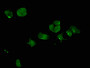 Immunofluorescent analysis of MCF-7 cells using CAC11407 at dilution of 1:100 and Alexa Fluor 488-congugated AffiniPure Goat Anti-Rabbit IgG(H+L)