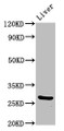 Western Blot; Positive WB detected in: Mouse liver tissue; All lanes: PIK3IP1 antibody at 7µg/ml; Secondary; Goat polyclonal to rabbit IgG at 1/50000 dilution; Predicted band size: 29, 26, 12, 19, 20 kDa; Observed band size: 29 kDa;