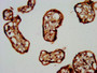 IHC image diluted at 1:400 and staining in paraffin-embedded human placenta tissue performed on a Leica BondTM system. After dewaxing and hydration, antigen retrieval was mediated by high pressure in a citrate buffer (pH 6.0). Section was blocked with 10% normal goat serum 30min at RT. Then primary antibody (1% BSA) was incubated at 4°C overnight. The primary is detected by a biotinylated secondary antibody and visualized using an HRP conjugated SP system.