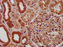 IHC image diluted at 1:200 and staining in paraffin-embedded human kidney tissue performed on a Leica BondTM system. After dewaxing and hydration, antigen retrieval was mediated by high pressure in a citrate buffer (pH 6.0). Section was blocked with 10% normal goat serum 30min at RT. Then primary antibody (1% BSA) was incubated at 4°C overnight. The primary is detected by a biotinylated secondary antibody and visualized using an HRP conjugated SP system.