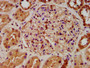 IHC image diluted at 1:500 and staining in paraffin-embedded human kidney tissue performed on a Leica BondTM system. After dewaxing and hydration, antigen retrieval was mediated by high pressure in a citrate buffer (pH 6.0). Section was blocked with 10% normal goat serum 30min at RT. Then primary antibody (1% BSA) was incubated at 4°C overnight. The primary is detected by a biotinylated secondary antibody and visualized using an HRP conjugated SP system.