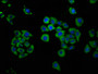 Immunofluorescence staining of PC-3 cells with CAC11422 at 1:166, counter-stained with DAPI. The cells were fixed in 4% formaldehyde, permeabilized using 0.2% Triton X-100 and blocked in 10% normal Goat Serum. The cells were then incubated with the antibody overnight at 4°C. The secondary antibody was Alexa Fluor 488-congugated AffiniPure Goat Anti-Rabbit IgG(H+L).