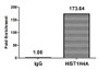 Chromatin Immunoprecipitation Hela (4*106, treated with 30mM sodium butyrate for 4h) were treated with Micrococcal Nuclease, sonicated, and immunoprecipitated with 5µg anti-HIST1H4A (CAC11430) or a control normal rabbit IgG. The resulting ChIP DNA was quantified using real-time PCR with primers against the ß-Globin promoter.