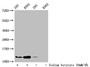Western Blot; Detected samples: 293 whole cell lysate, K562 whole cell lysate; Untreated (-) or treated (+) with 30mM sodium butyrate for 4h; All lanes: HIST1H4A antibody at 1:100; Secondary; Goat polyclonal to rabbit IgG at 1/50000 dilution; Predicted band size: 12 kDa; Observed band size: 12 kDa