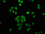 Immunofluorescence staining of Hela cells (treated with 30mM sodium butyrate for 4h) with CAC11432 at 1:5, counter-stained with DAPI. The cells were fixed in 4% formaldehyde, permeabilized using 0.2% Triton X-100 and blocked in 10% normal Goat Serum. The cells were then incubated with the antibody overnight at 4°C. The secondary antibody was Alexa Fluor 488-congugated AffiniPure Goat Anti-Rabbit IgG(H+L).