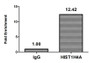 Chromatin Immunoprecipitation Hela (4*106, treated with 30mM sodium butyrate for 4h) were treated with Micrococcal Nuclease, sonicated, and immunoprecipitated with 5µg anti-HIST1H4A (CAC11432) or a control normal rabbit IgG. The resulting ChIP DNA was quantified using real-time PCR with primers against the ß-Globin promoter.