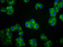 Immunofluorescence staining of HepG2 cells with CAC11436 at 1:100, counter-stained with DAPI. The cells were fixed in 4% formaldehyde, permeabilized using 0.2% Triton X-100 and blocked in 10% normal Goat Serum. The cells were then incubated with the antibody overnight at 4°C. The secondary antibody was Alexa Fluor 488-congugated AffiniPure Goat Anti-Rabbit IgG(H+L). Immunofluorescence staining of HepG2 cells with CAC11436 at 1:100, counter-stained with DAPI. The cells were fixed in 4% formaldehyde, permeabilized using 0.2% Triton X-100 and blocked in 10% normal Goat Serum. The cells were then incubated with the antibody overnight at 4°C. The secondary antibody was Alexa Fluor 488-congugated AffiniPure Goat Anti-Rabbit IgG(H+L).