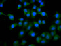 Immunofluorescence staining of A549 cells with CAC11442 at 1:133, counter-stained with DAPI. The cells were fixed in 4% formaldehyde, permeabilized using 0.2% Triton X-100 and blocked in 10% normal Goat Serum. The cells were then incubated with the antibody overnight at 4°C. The secondary antibody was Alexa Fluor 488-congugated AffiniPure Goat Anti-Rabbit IgG(H+L).