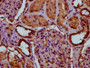 IHC image diluted at 1:100 and staining in paraffin-embedded human kidney tissue performed on a Leica BondTM system. After dewaxing and hydration, antigen retrieval was mediated by high pressure in a citrate buffer (pH 6.0). Section was blocked with 10% normal goat serum 30min at RT. Then primary antibody (1% BSA) was incubated at 4°C overnight. The primary is detected by a biotinylated secondary antibody and visualized using an HRP conjugated SP system.