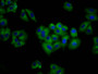 Immunofluorescence staining of HepG2 cells with CAC11452 at 1:100, counter-stained with DAPI. The cells were fixed in 4% formaldehyde, permeabilized using 0.2% Triton X-100 and blocked in 10% normal Goat Serum. The cells were then incubated with the antibody overnight at 4°C. The secondary antibody was Alexa Fluor 488-congugated AffiniPure Goat Anti-Rabbit IgG(H+L).