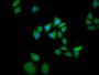 Immunofluorescence staining of Hela cells with CAC11454 at 1:133, counter-stained with DAPI. The cells were fixed in 4% formaldehyde, permeabilized using 0.2% Triton X-100 and blocked in 10% normal Goat Serum. The cells were then incubated with the antibody overnight at 4°C. The secondary antibody was Alexa Fluor 488-congugated AffiniPure Goat Anti-Rabbit IgG(H+L).