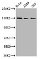 Western Blot; Positive WB detected in: Hela whole cell lysate, A549 whole cell lysate, 293 whole cell lysate; All lanes: SEMA6D antibody at 3µg/ml; Secondary; Goat polyclonal to rabbit IgG at 1/50000 dilution; Predicted band size: 120, 114, 112, 116, 118, 55, 68 kDa; Observed band size: 130 kDa;