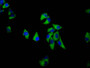 Immunofluorescence staining of Hela cells with CAC11465 at 1:133, counter-stained with DAPI. The cells were fixed in 4% formaldehyde, permeabilized using 0.2% Triton X-100 and blocked in 10% normal Goat Serum. The cells were then incubated with the antibody overnight at 4°C. The secondary antibody was Alexa Fluor 488-congugated AffiniPure Goat Anti-Rabbit IgG(H+L).