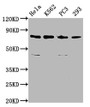 Western Blot; Positive WB detected in: Hela whole cell lysate, K562 whole cell lysate, PC-3 whole cell lysate, 293 whole cell lysate; All lanes: INTS13 antibody at 3.4µg/ml; Secondary; Goat polyclonal to rabbit IgG at 1/50000 dilution; Predicted band size: 81, 69 kDa; Observed band size: 81 kDa