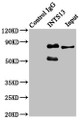 Immunoprecipitating INTS13 in Hela whole cell lysate; ,Lane 1: Rabbit control IgG instead in Hela whole cell lysate. For western blotting, a HRP-conjugated Protein G antibody was used as the secondary antibody (1/2000); ,Lane 2: CAC11469 (6µg) + Hela whole cell lysate (500µg); ,Lane 3: Hela whole cell lysate (20µg)