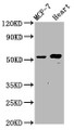 Western Blot; Positive WB detected in: MCF-7 whole cell lysate, Rat heart tissue; All lanes: NOP53 antibody at 4.8µg/ml; Secondary; Goat polyclonal to rabbit IgG at 1/50000 dilution; Predicted band size: 55 kDa; Observed band size: 55 kDa; Western Blot; Positive WB detected in: MCF-7 whole cell lysate, Rat heart tissue; All lanes: NOP53 antibody at 4.8µg/ml; Secondary; Goat polyclonal to rabbit IgG at 1/50000 dilution; Predicted band size: 55 kDa; Observed band size: 55 kDa;