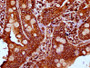 IHC image diluted at 1:400 and staining in paraffin-embedded human small intestine tissue performed on a Leica BondTM system. After dewaxing and hydration, antigen retrieval was mediated by high pressure in a citrate buffer (pH 6.0). Section was blocked with 10% normal goat serum 30min at RT. Then primary antibody (1% BSA) was incubated at 4°C overnight. The primary is detected by a biotinylated secondary antibody and visualized using an HRP conjugated SP system.