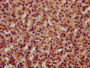 IHC image diluted at 1:600 and staining in paraffin-embedded human adrenal gland tissue performed on a Leica BondTM system. After dewaxing and hydration, antigen retrieval was mediated by high pressure in a citrate buffer (pH 6.0). Section was blocked with 10% normal goat serum 30min at RT. Then primary antibody (1% BSA) was incubated at 4°C overnight. The primary is detected by a biotinylated secondary antibody and visualized using an HRP conjugated SP system.