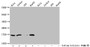 Western Blot; Detected samples: Hela whole cell lysate, Jurkat whole cell lysate, 293 whole cell lysate, HepG2 whole cell lysate; Untreated (-) or treated (+) with 30mM sodium butyrate for 4h; All lanes: HIST1H3A antibody at 1:2000; Secondary; Goat polyclonal to rabbit IgG at 1/40000 dilution; Predicted band size: 16 kDa; Observed band size: 16 kDa