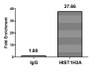 Chromatin Immunoprecipitation Hela (106, treated with 30mM sodium butyrate for 4h) were treated with Micrococcal Nuclease, sonicated, and immunoprecipitated with 5µg anti-HIST1H3A (CAC11538) or a control normal rabbit IgG. The resulting ChIP DNA was quantified using real-time PCR with primers against the ß-Globin promoter.
