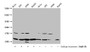 Western Blot; Detected samples: Hela whole cell lysate, 293 whole cell lysate, A549 whole cell lysate, HepG2 whole cell lysate; Untreated (-) or treated (+) with 30mM sodium butyrate for 4h; All lanes: HIST1H4A antibody at 1:100; Secondary; Goat polyclonal to rabbit IgG at 1/50000 dilution; Predicted band size: 12 kDa; Observed band size: 12 kDa