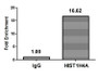 Chromatin Immunoprecipitation Hela (106, treated with 30mM sodium butyrate for 4h) were treated with Micrococcal Nuclease, sonicated, and immunoprecipitated with 5µg anti-HIST1H4A (CAC11540) or a control normal rabbit IgG. The resulting ChIP DNA was quantified using real-time PCR with primers against the ß-Globin promoter.