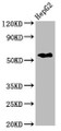 Western Blot; Positive WB detected in: HepG2 whole cell lysate; All lanes: CPNE3 antibody at 2.6µg/ml; Secondary; Goat polyclonal to rabbit IgG at 1/50000 dilution; Predicted band size: 61 kDa; Observed band size: 61 kDa