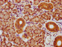 IHC image of CAC11562 diluted at 1:600 and staining in paraffin-embedded human pancreatic tissue performed on a Leica BondTM system. After dewaxing and hydration, antigen retrieval was mediated by high pressure in a citrate buffer (pH 6.0). Section was blocked with 10% normal goat serum 30min at RT. Then primary antibody (1% BSA) was incubated at 4°C overnight. The primary is detected by a biotinylated secondary antibody and visualized using an HRP conjugated SP system.