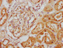 IHC image of CAC11571 diluted at 1:200 and staining in paraffin-embedded human kidney tissue performed on a Leica BondTM system. After dewaxing and hydration, antigen retrieval was mediated by high pressure in a citrate buffer (pH 6.0). Section was blocked with 10% normal goat serum 30min at RT. Then primary antibody (1% BSA) was incubated at 4°C overnight. The primary is detected by a biotinylated secondary antibody and visualized using an HRP conjugated SP system.
