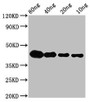 Western Blot; Positive WB detected in Recombinant protein; All lanes: lta antibody at 2.8µg/ml; Secondary; Goat polyclonal to rabbit IgG at 1/50000 dilution; Predicted band size: 40 kDa; Observed band size: 42 kDa Western Blot; Positive WB detected in Recombinant protein; All lanes: lta antibody at 2.8µg/ml; Secondary; Goat polyclonal to rabbit IgG at 1/50000 dilution; Predicted band size: 40 kDa; Observed band size: 42 kDa