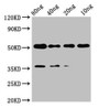 Western Blot; Positive WB detected in Recombinant protein; All lanes: met antibody at 2µg/ml; Secondary; Goat polyclonal to rabbit IgG at 1/50000 dilution; Predicted band size: 42 kDa; Observed band size: 52 kDa