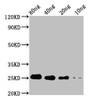 Western Blot; Positive WB detected in Recombinant protein; All lanes: STE13 antibody at 4µg/ml; Secondary; Goat polyclonal to rabbit IgG at 1/50000 dilution; Predicted band size: 18 kDa; Observed band size: 25 kDa