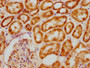 IHC image diluted at 1:200 and staining in paraffin-embedded human kidney tissue performed on a Leica BondTM system. After dewaxing and hydration, antigen retrieval was mediated by high pressure in a citrate buffer (pH 6.0). Section was blocked with 10% normal goat serum 30min at RT. Then primary antibody (1% BSA) was incubated at 4°C overnight. The primary is detected by a biotinylated secondary antibody and visualized using an HRP conjugated SP system.
